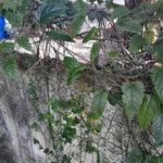 Casa à venda com 2 quartos em Jardim Semiramis, Cotia, SP