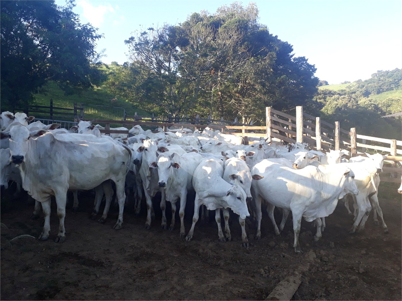Fazenda com pasto a venda em Morungaba
