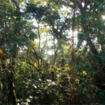 Terreno à venda em Caraguatá, Mairiporã, SP