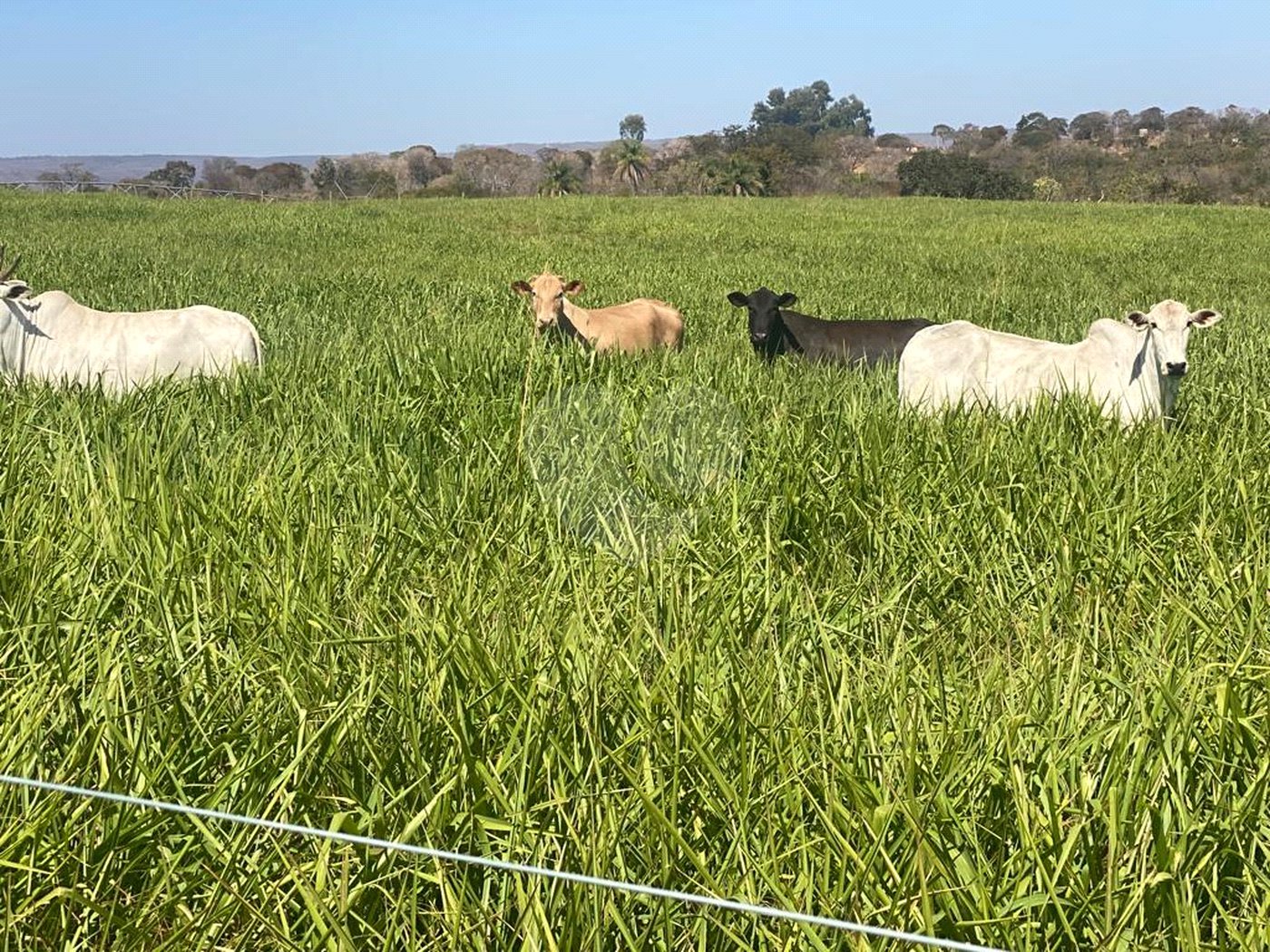 Fazenda à venda com 2 quartos em Canabrava, João Pinheiro, MG