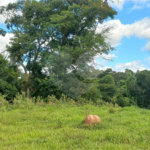 Sítio à venda em Leitão, Louveira, SP