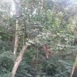 Terreno à venda em Tucuruvi, São Paulo, SP