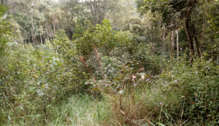 Terreno à venda em Serra da Cantareira, Mairiporã, SP