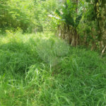 Terreno à venda em Vila Moraes, Mogi das Cruzes, SP
