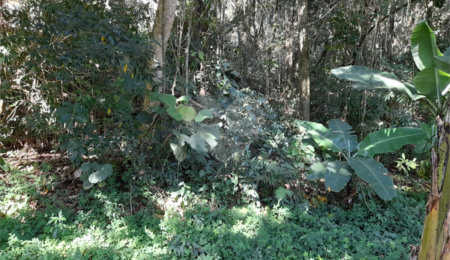 Terreno à venda em Roseira, Mairiporã, SP