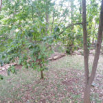 Sobrado à venda com 5 quartos, sendo 3 suítes, em Fazenda Morumbi, São Paulo, SP