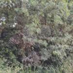 Terreno à venda em Luiz Fagundes, Mairiporã, SP