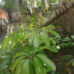 Terreno à venda em Jaçanã, São Paulo, SP