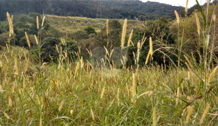 Terreno à venda em Horto, São Paulo, SP