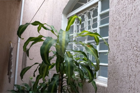 Sobrado à venda com 3 quartos em Água Fria, São Paulo, SP