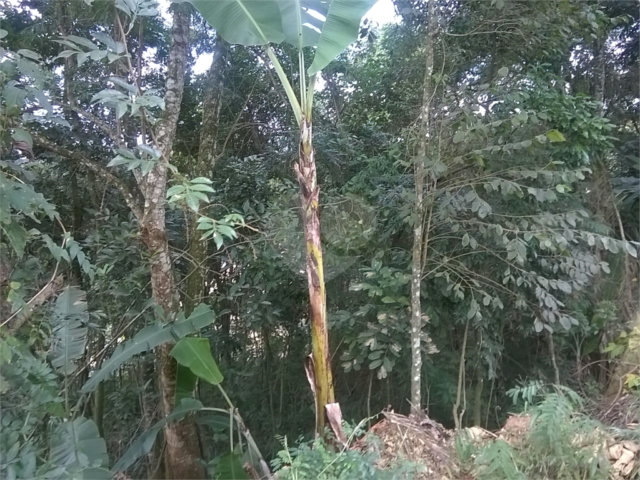 Terreno à venda em Serra da Cantareira, Mairiporã, SP