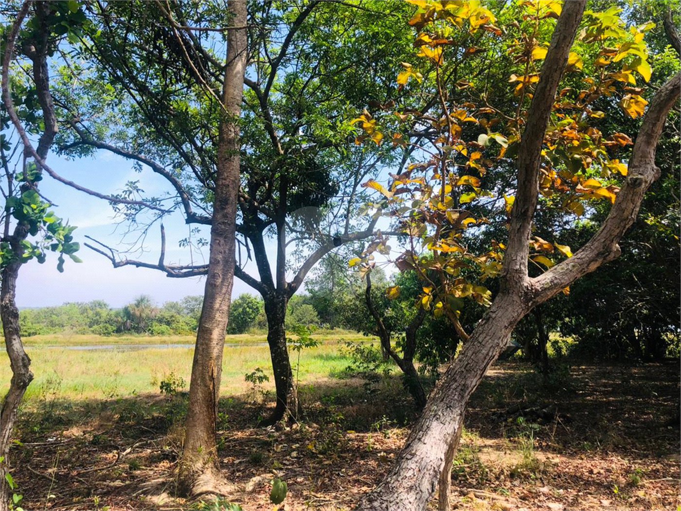 Sítio à venda com 3 quartos em Área Rural de Três Lagoas, Três Lagoas, MS