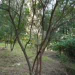 Terreno à venda em Jardim Petrópolis, São Paulo, SP