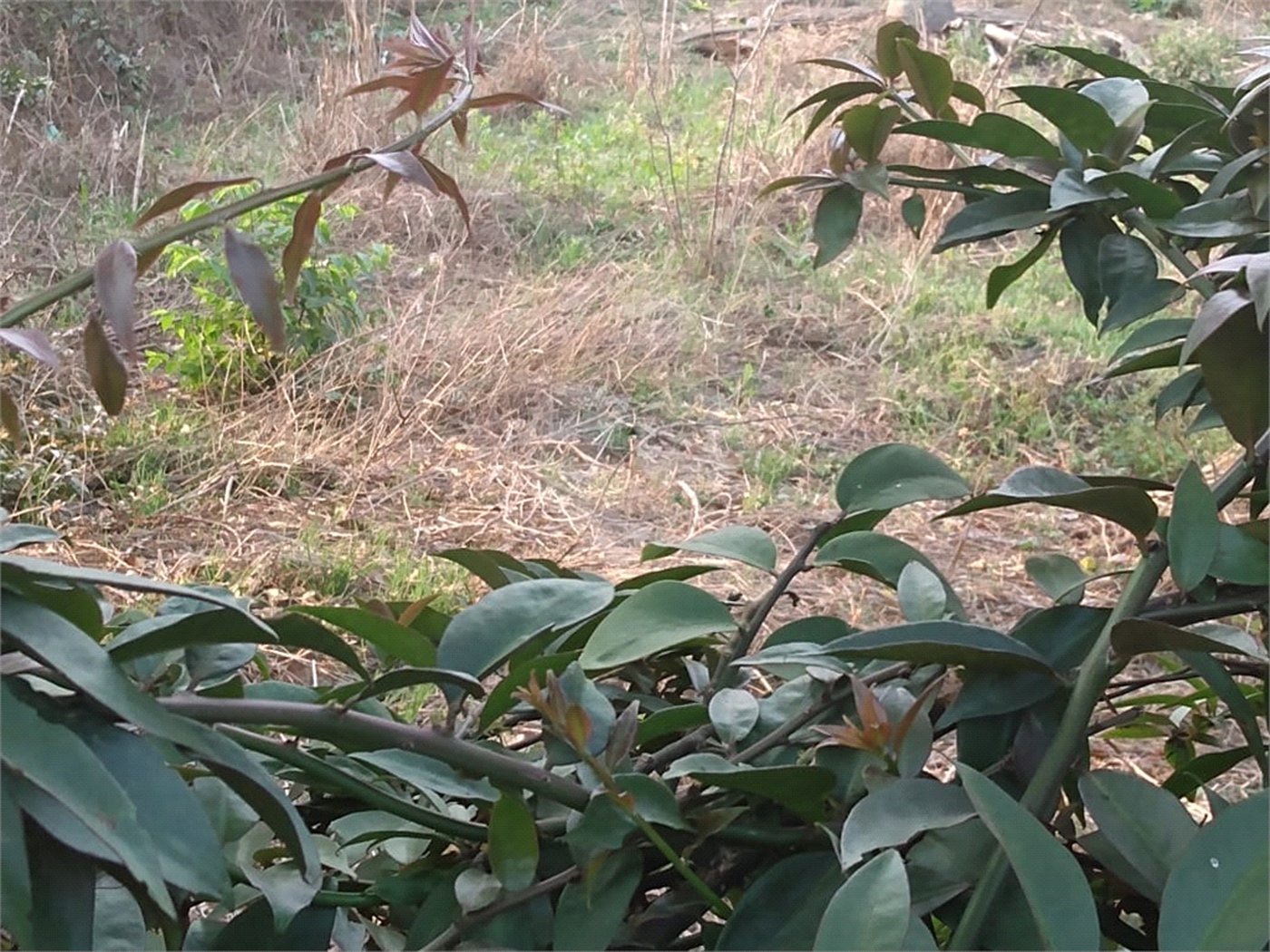 Terreno à venda em Jardim São João (zona Norte), São Paulo, SP