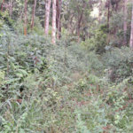 Terreno à venda em Serra da Cantareira, Mairiporã, SP