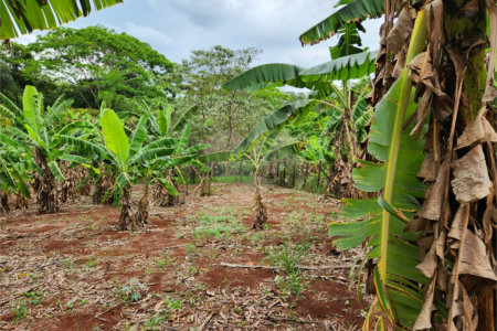 Chácara à venda com 2 quartos em Jardim Califórnia, Araraquara, SP