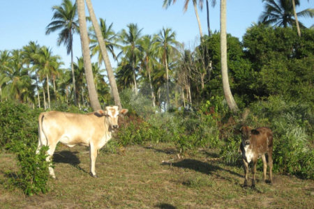 Área de Terra à venda em Mogiquiçaba, Belmonte, BA