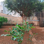 Casa à venda com 3 quartos em Vila Xavier (vila Xavier), Araraquara, SP