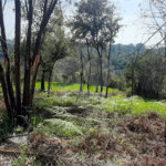 Terreno à venda em São Vicente, Mairiporã, SP