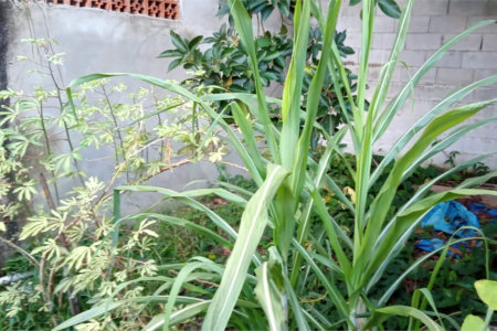 Terreno à venda em Vila Guarani (z Sul), São Paulo, SP