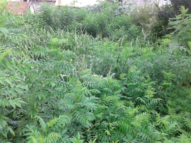 Terreno à venda em Imirim, São Paulo, SP