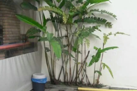 Sobrado à venda com 3 quartos, sendo 1 suíte, em Santa Teresinha, São Paulo, SP