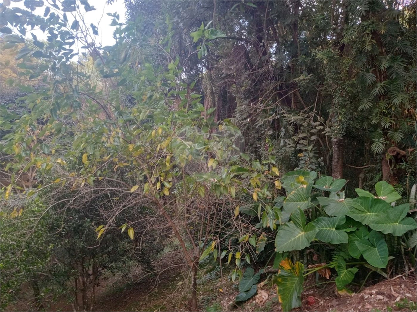 Chácara à venda com 7 quartos, sendo 3 suítes, em Saboó, São Roque, SP