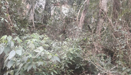 Terreno à venda em Suasalito, Mairiporã, SP