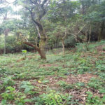 Terreno à venda no condomínio Associação Reserva das Hortênsias, Mairiporã - SP