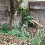 Casa à venda com 2 quartos em Aclimação, São Paulo, SP