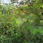 Terreno à venda em Jardim Estância Brasil, Atibaia, SP