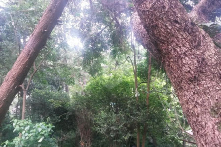 Casa Térrea à venda com 4 quartos, sendo 2 suítes,  em Tucuruvi, São Paulo, SP