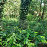 Terreno à venda no condomínio Horto do Ypê, São Paulo - SP