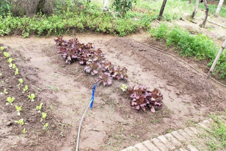 Sitio para venda.