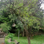 Terreno à venda em Casa Verde, São Paulo, SP