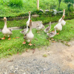Casa à venda com 3 suítes no condomínio Lagoinha, Jacareí - SP