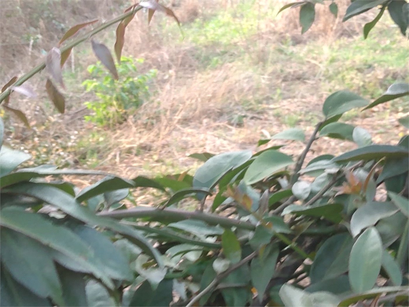 Terreno à venda em Jardim São João (zona Norte), São Paulo, SP