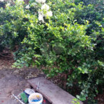 Casa à venda com 2 quartos em Jardim Nossa Senhora de Fátima, Hortolândia, SP