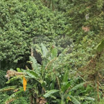 Terreno à venda em Vila Albertina, São Paulo, SP