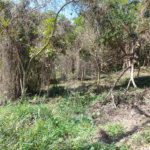 Loteamento à venda em Serra da Cantareira, São Paulo, SP