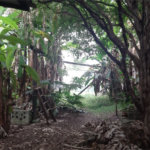 Terreno à venda em Vila Gustavo, São Paulo, SP