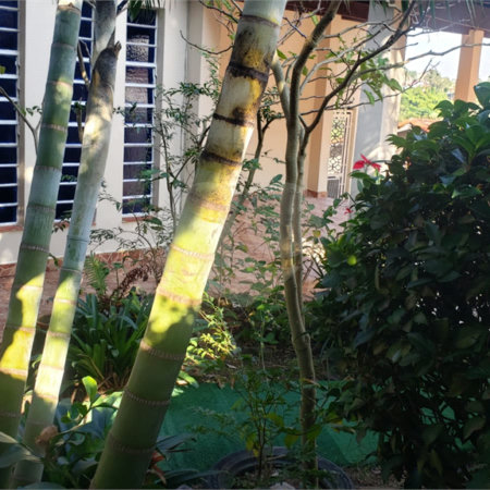 Sobrado à venda com 3 quartos, sendo 1 suíte, em Horto Florestal, São Paulo, SP