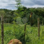 Terreno à venda em Cidade Jardim, Jacareí, SP