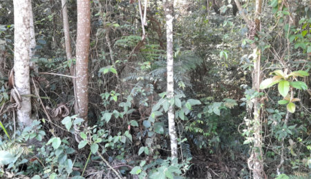 Terreno à venda em Serra da Cantareira, Mairiporã, SP