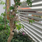 Sobrado à venda com 2 suítes em Horto, São Paulo, SP