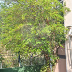 Casa à venda com 3 quartos, sendo 1 suíte, em Condomínio Flamboyant-b, Atibaia, SP