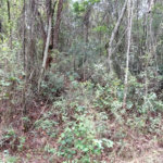Terreno à venda no condomínio Alpes da Cantareira, Mairiporã - SP