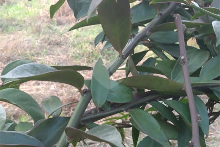 Terreno à venda em Jardim São João (zona Norte), São Paulo, SP