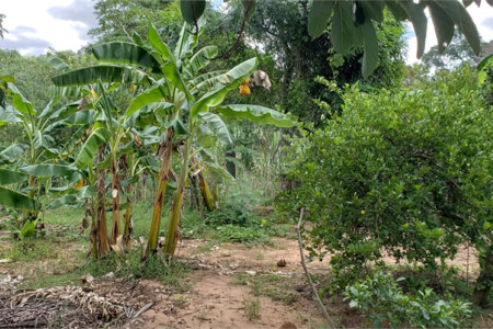 Sitio para venda.