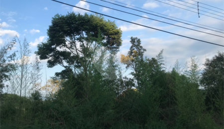 Terreno à venda em Serra da Cantareira, Mairiporã, SP